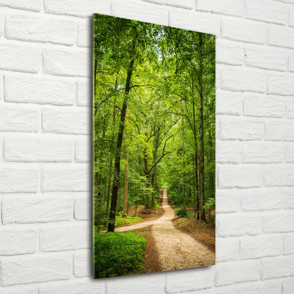 Tableau verre imprimé Chemin dans la forêt