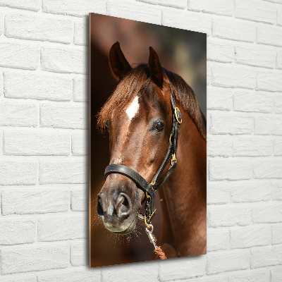 Tableau en verre Portrait d'un cheval