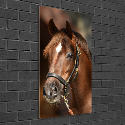 Tableau en verre Portrait d'un cheval