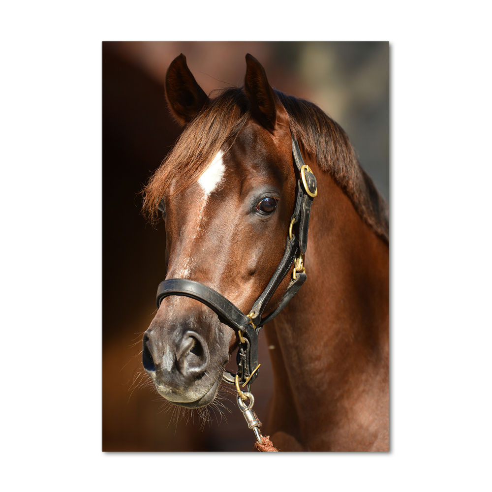 Tableau en verre Portrait d'un cheval