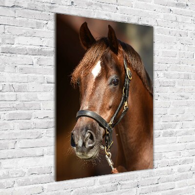 Tableau en verre Portrait d'un cheval