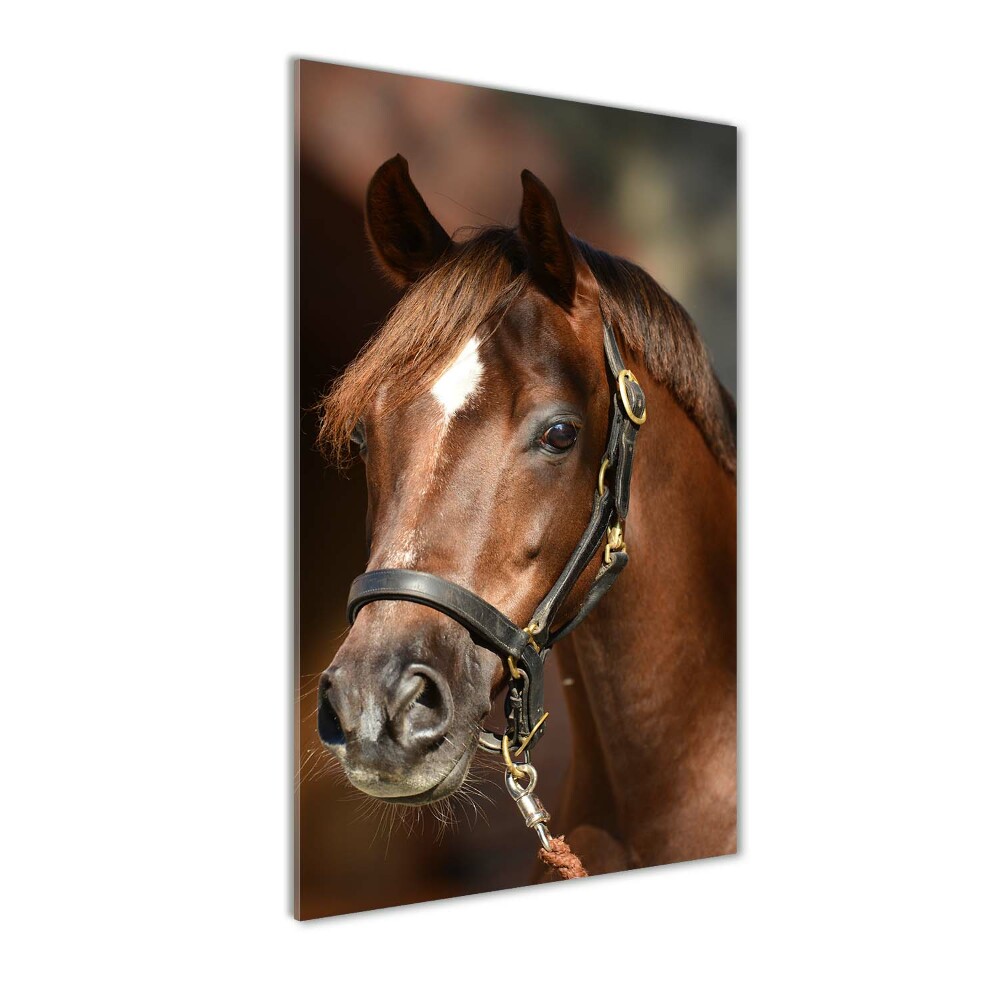 Tableau en verre Portrait d'un cheval