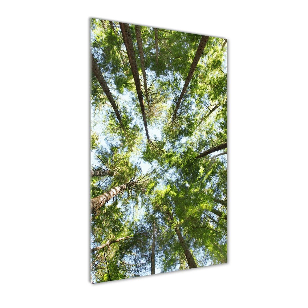 Tableau photo sur verre Couronne d'arbres