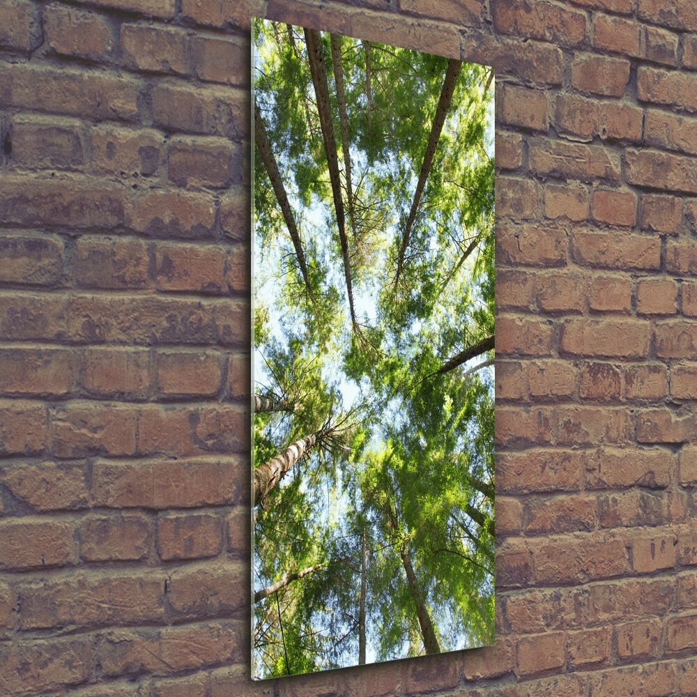 Tableau photo sur verre Couronne d'arbres