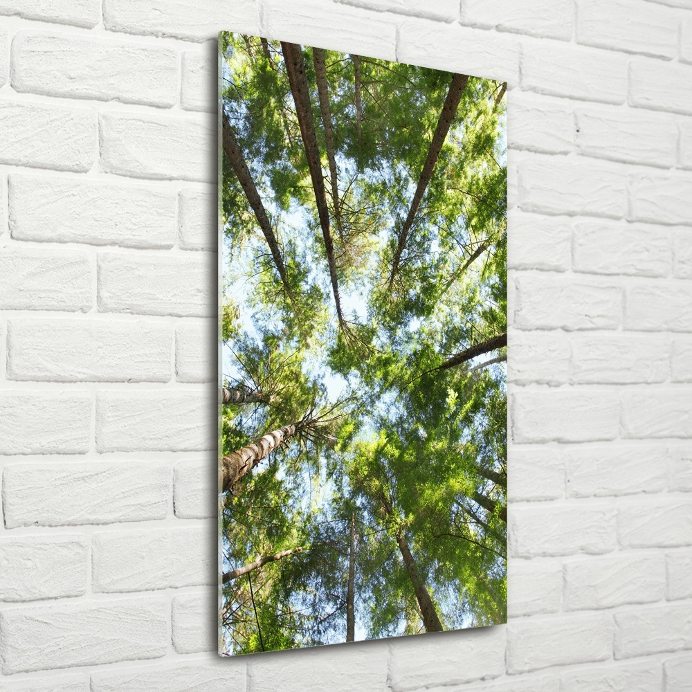 Tableau photo sur verre Couronne d'arbres