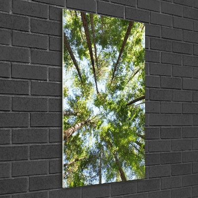 Tableau photo sur verre Couronne d'arbres