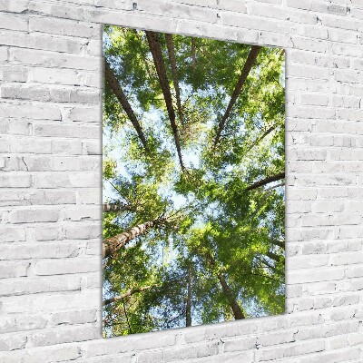 Tableau photo sur verre Couronne d'arbres