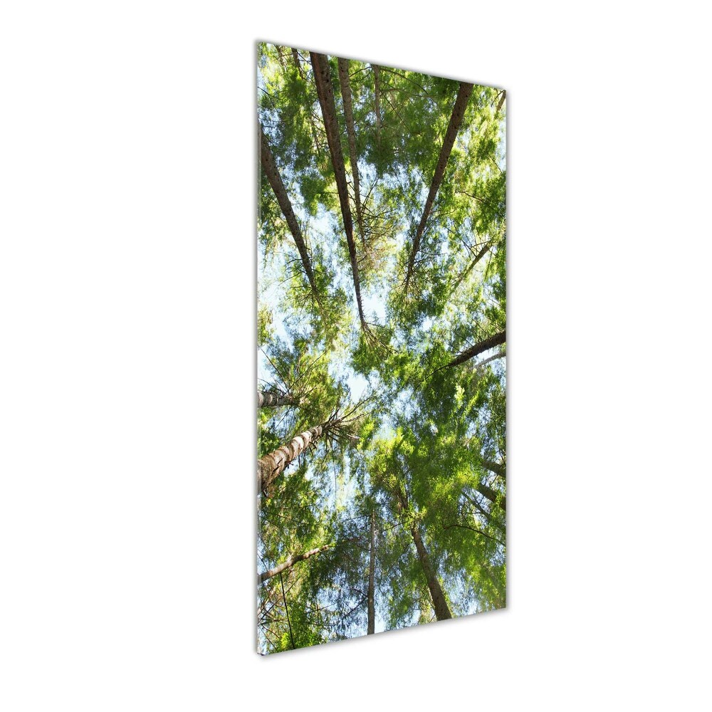 Tableau photo sur verre Couronne d'arbres