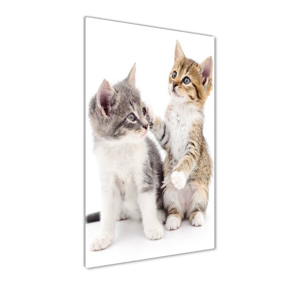 Deux petits chats
