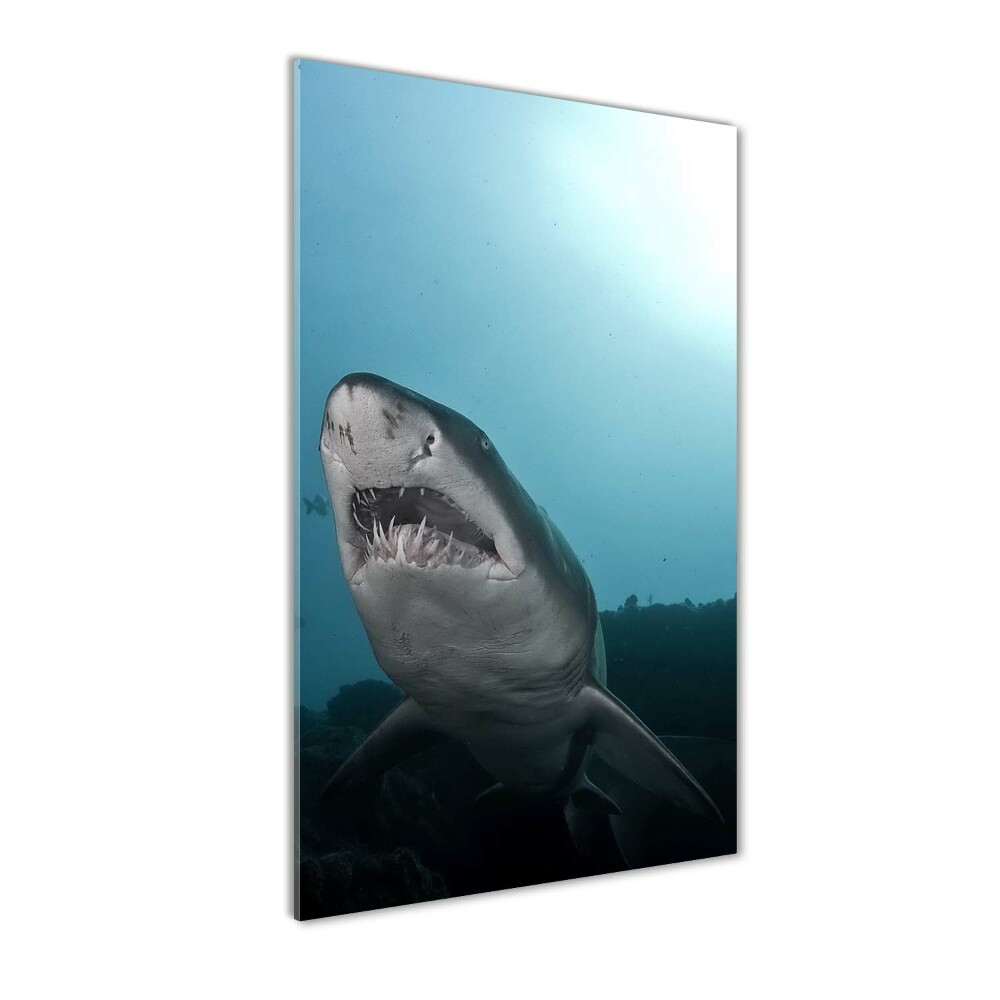 Tableau imprimé sur verre Grand requin