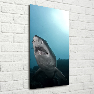 Tableau imprimé sur verre Grand requin