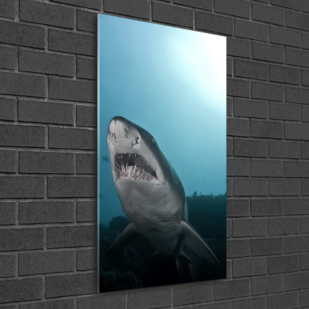 Tableau imprimé sur verre Grand requin