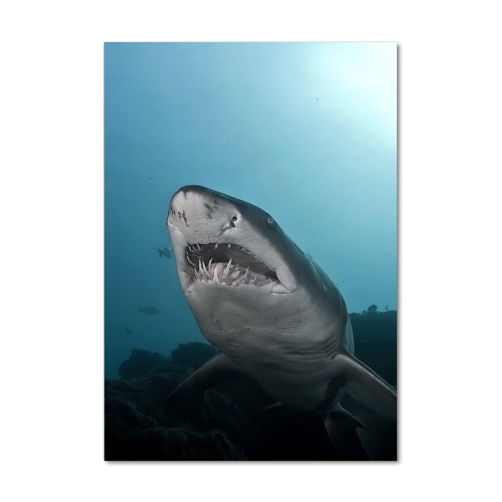 Tableau imprimé sur verre Grand requin