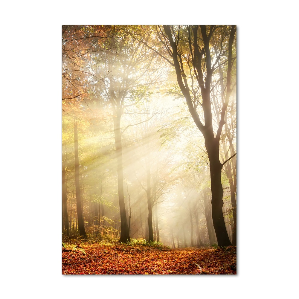 Tableau photo sur verre Forêt en automne