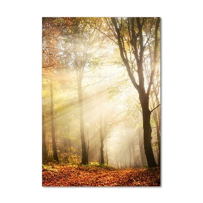 Tableau photo sur verre Forêt en automne