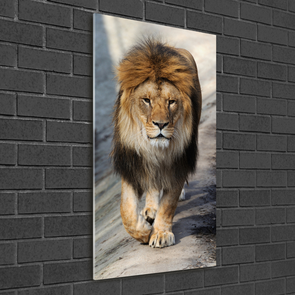 Tableau photo sur verre Lion