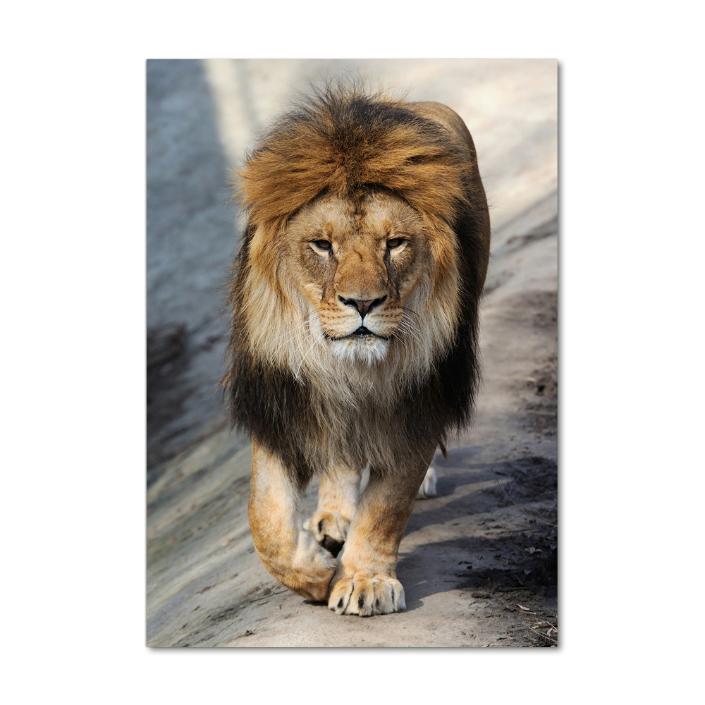 Tableau photo sur verre Lion