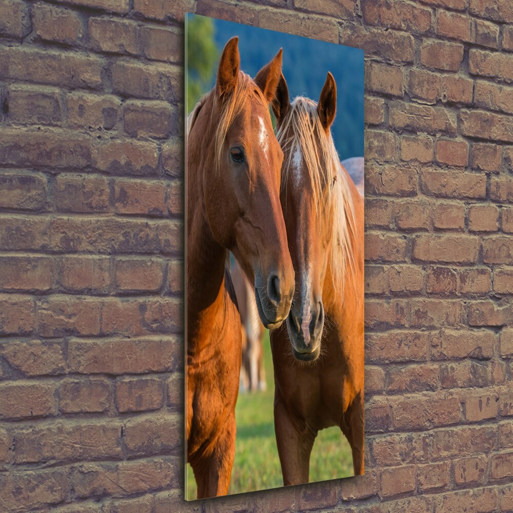 Tableau photo sur verre Deux chevaux