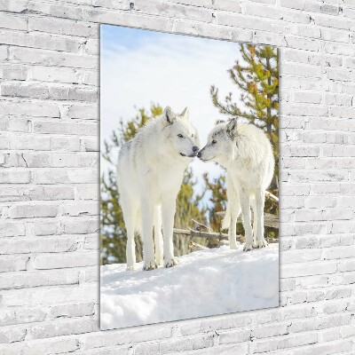 Tableau verre imprimé Deux loups blancs