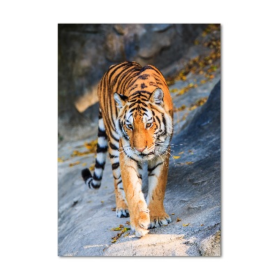 Tableau photo sur verre Tigre