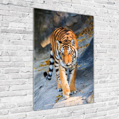 Tableau photo sur verre Tigre