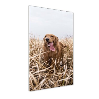 Tableau en verre Golden retriever