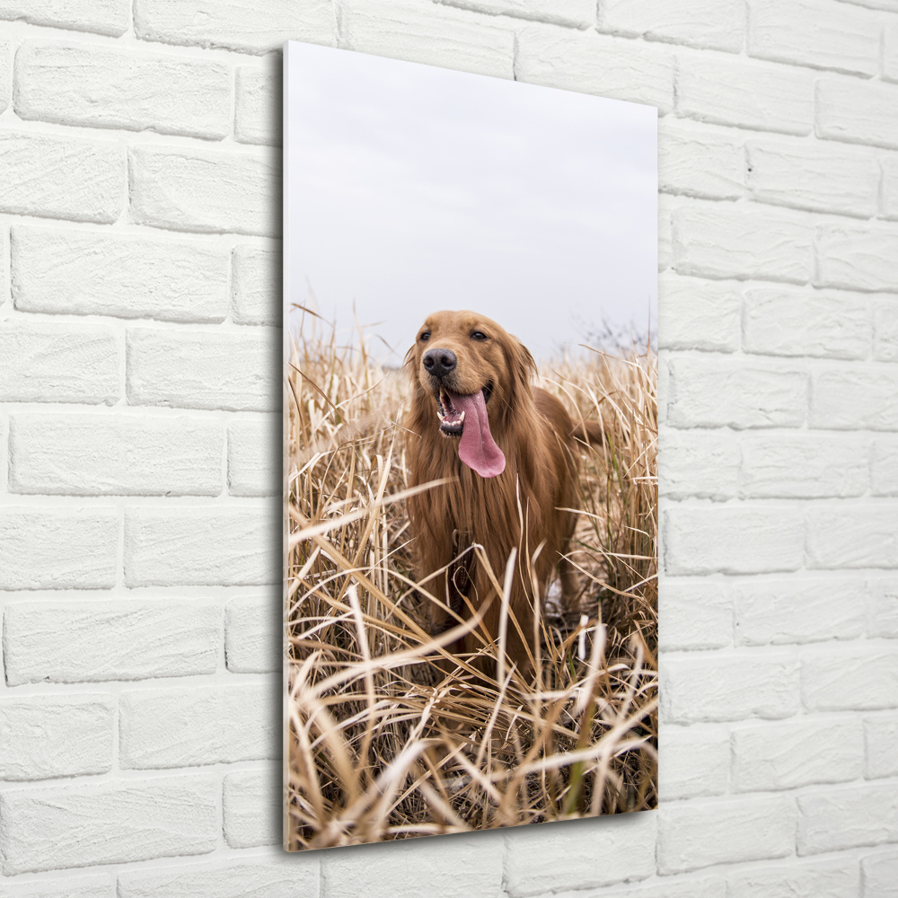 Tableau en verre Golden retriever