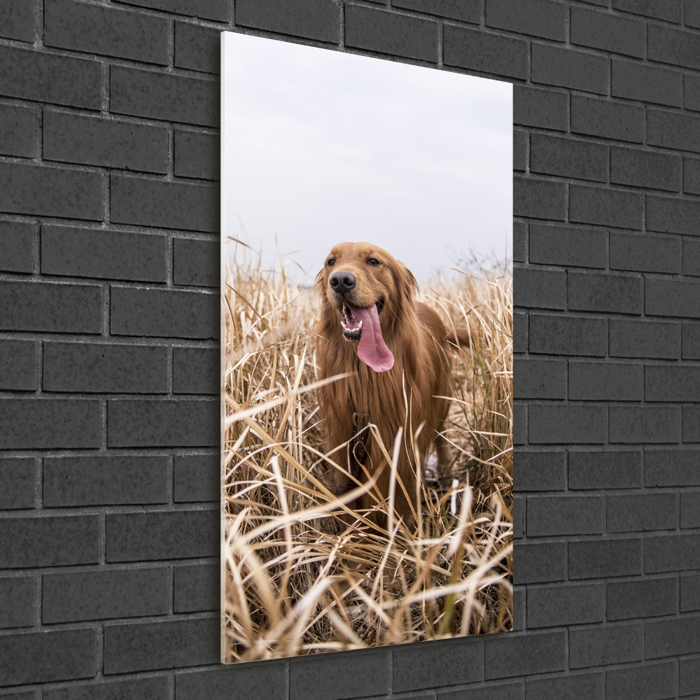 Tableau en verre Golden retriever