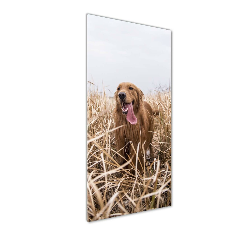 Tableau en verre Golden retriever