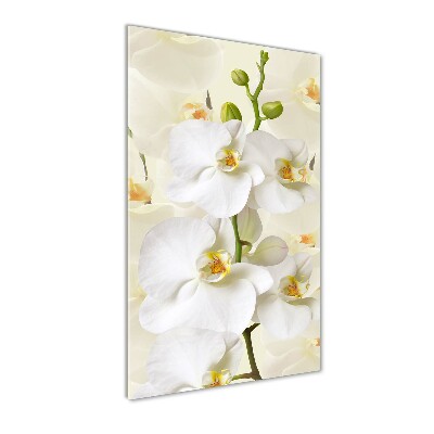 Tableau en verre Orchidée blanche