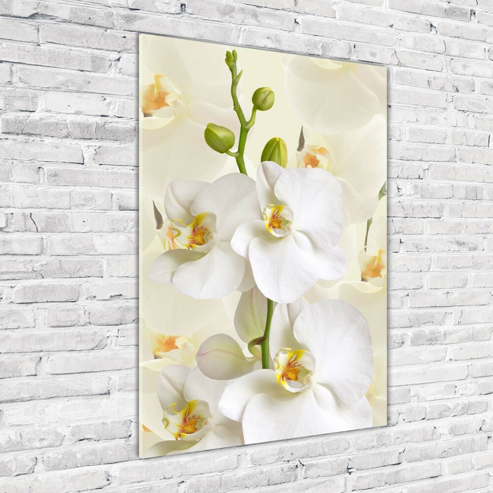 Tableau en verre Orchidée blanche