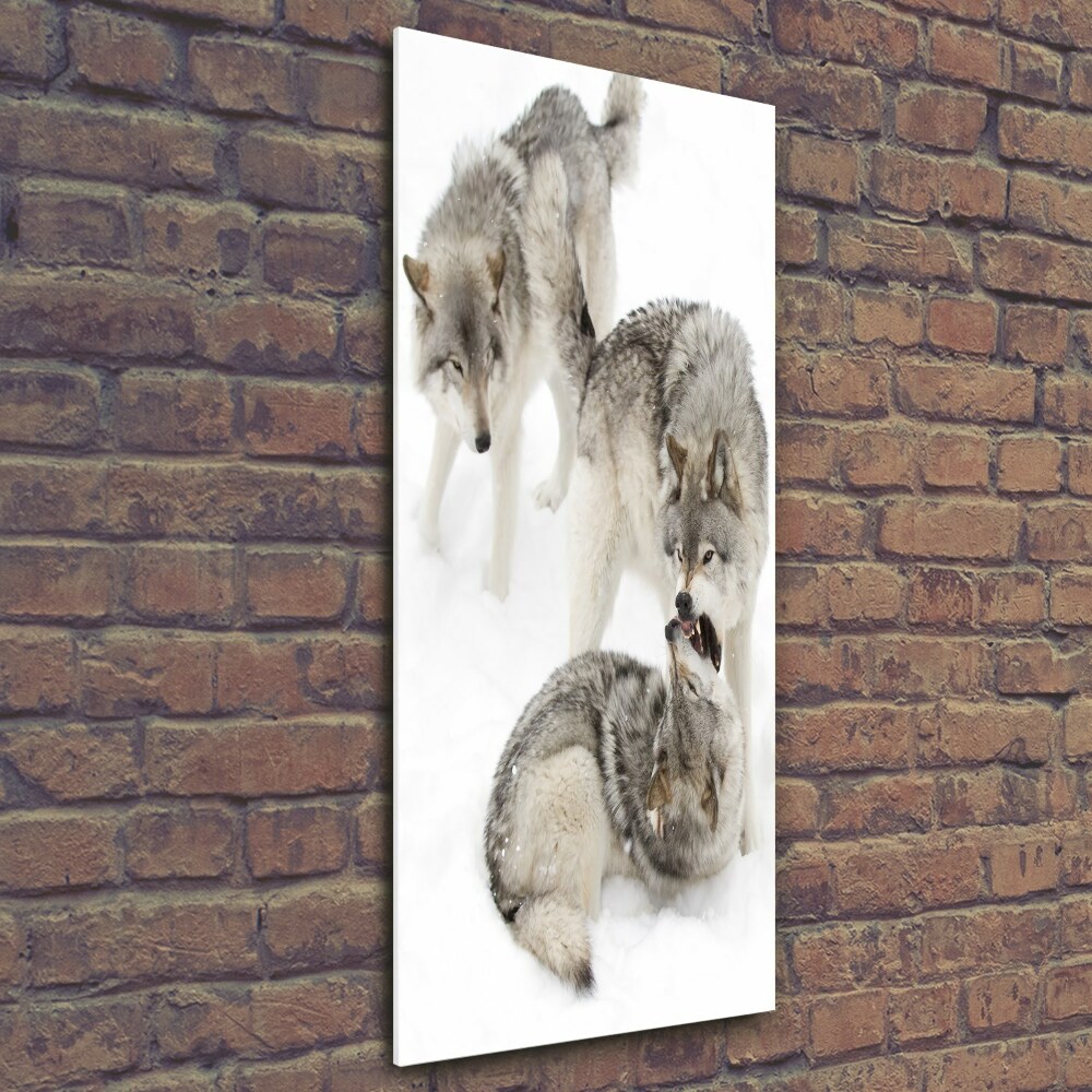 Tableau photo sur verre Loup gris