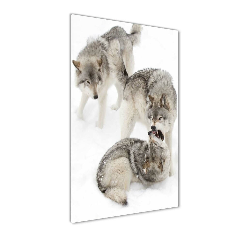 Tableau photo sur verre Loup gris