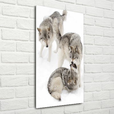 Tableau photo sur verre Loup gris