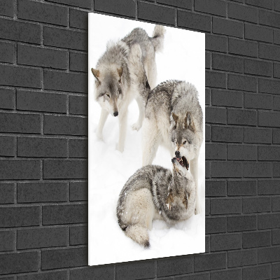 Tableau photo sur verre Loup gris