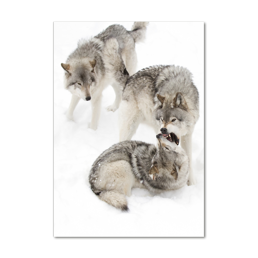 Tableau photo sur verre Loup gris