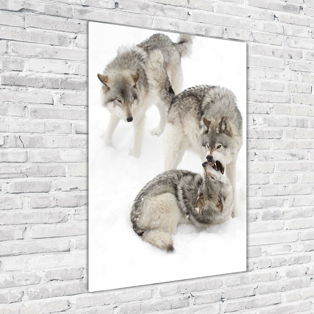 Tableau photo sur verre Loup gris