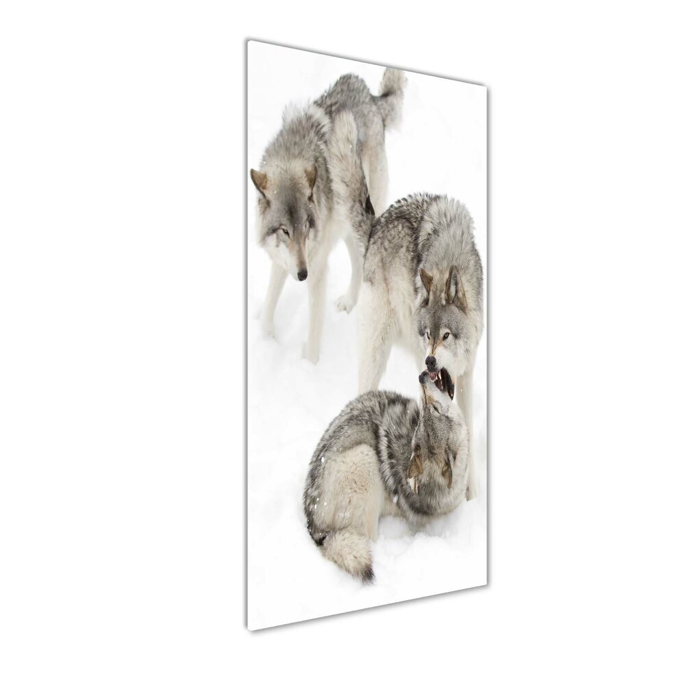 Tableau photo sur verre Loup gris