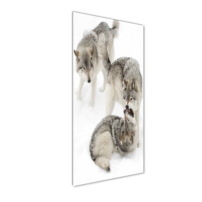 Tableau photo sur verre Loup gris