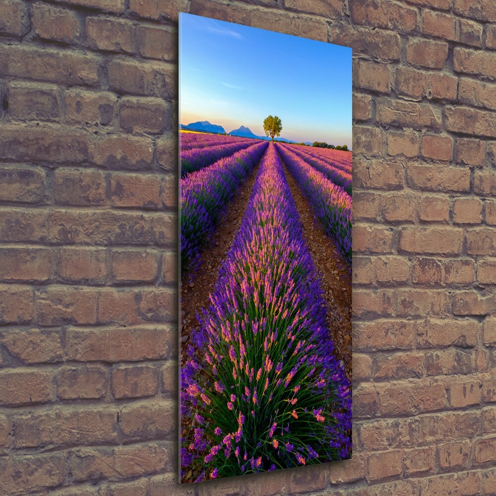 Tableau en verre Fleurs violettes de lavande