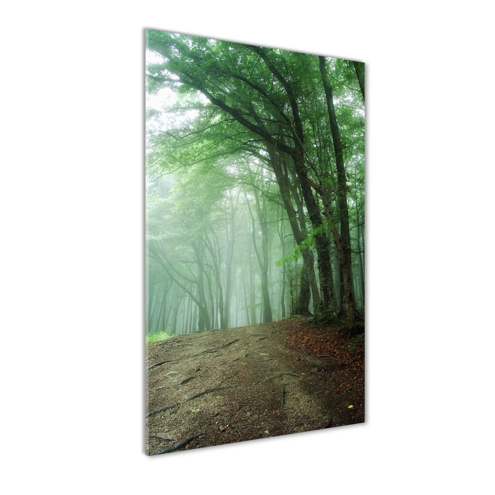 Tableau photo sur verre Brume dans la forêt