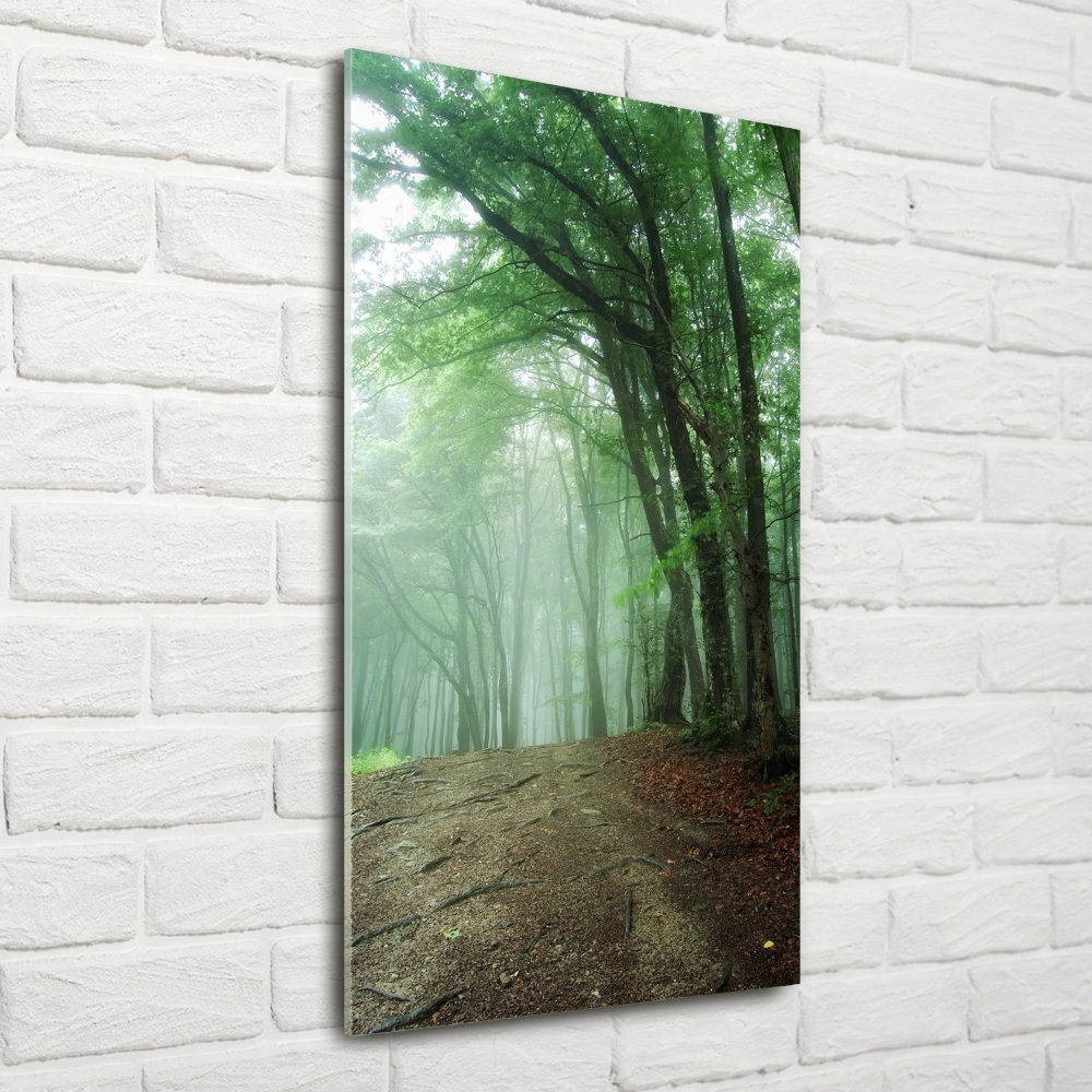 Tableau photo sur verre Brume dans la forêt