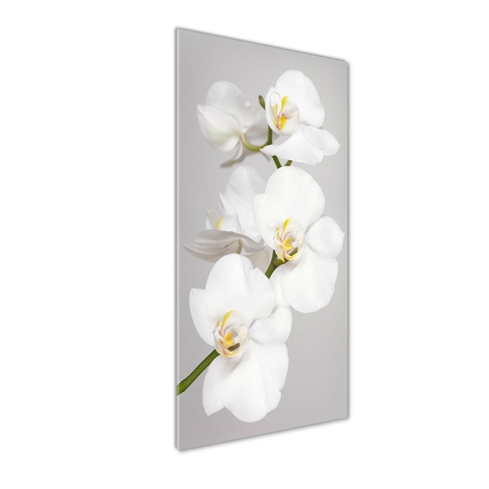 Tableau sur verre Orchidée blanche