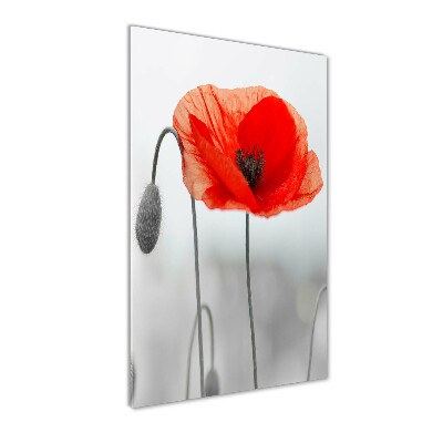 Tableau verre imprimé Coquelicots des champs