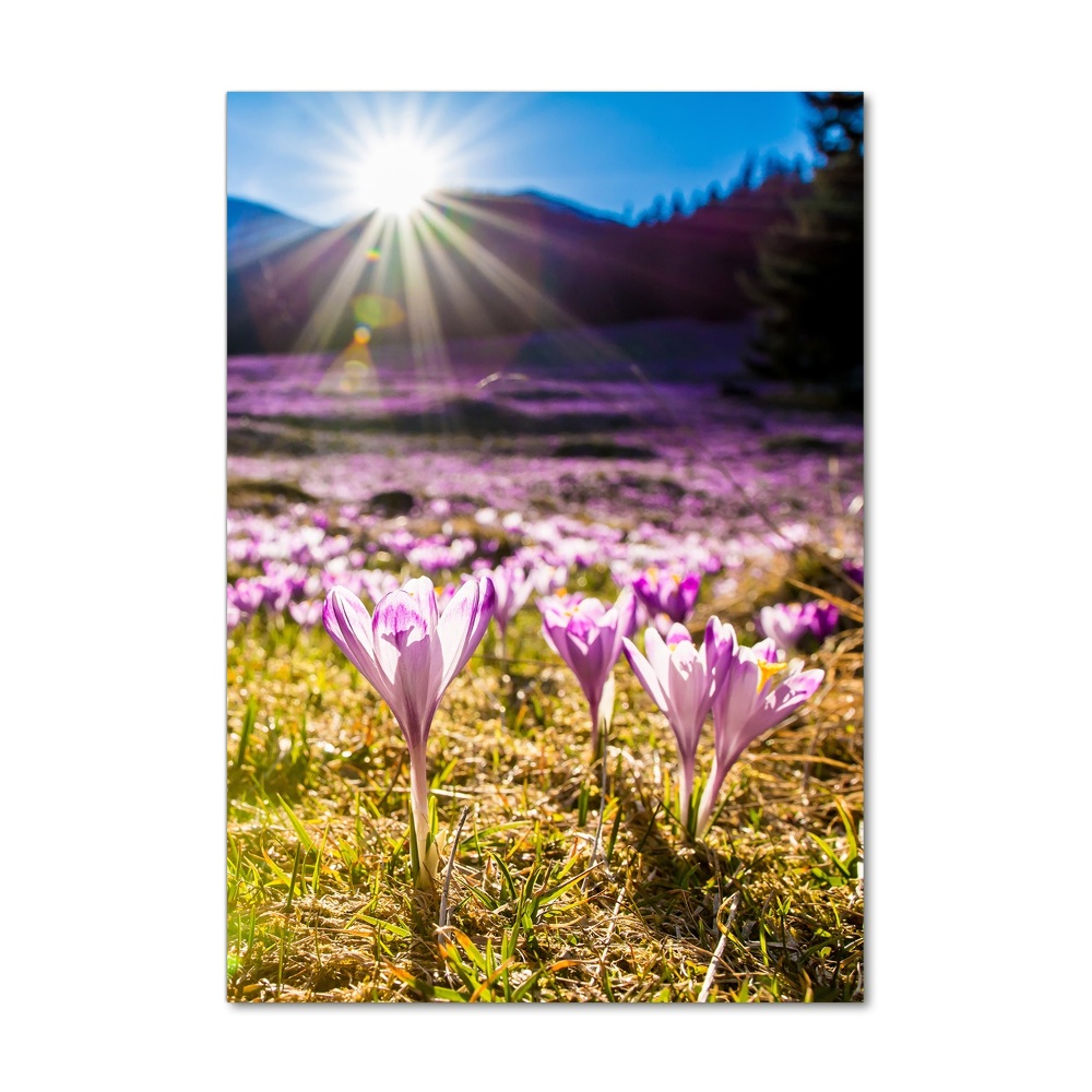 Tableau sur verre Crocus dans les montagnes