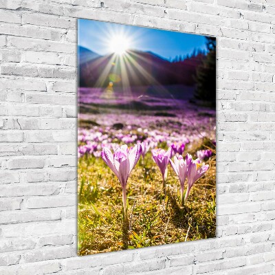 Tableau sur verre Crocus dans les montagnes