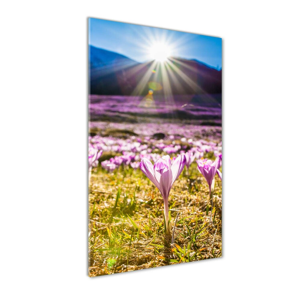 Tableau sur verre Crocus dans les montagnes