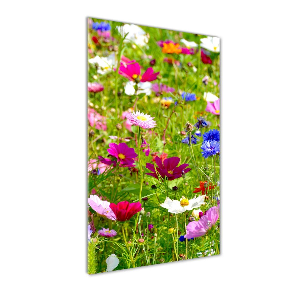 Tableau imprimé sur verre Fleurs des champs