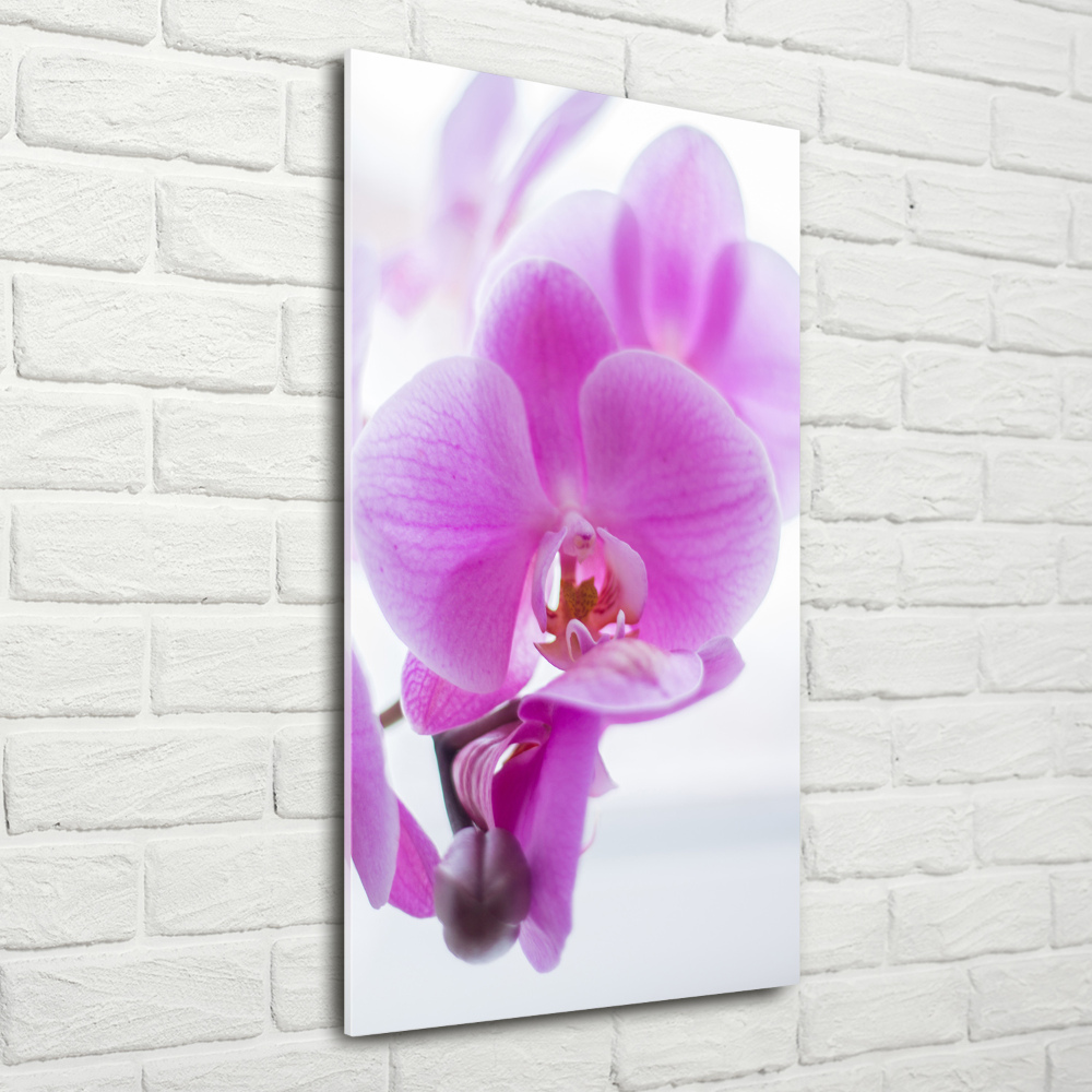 Tableau photo sur verre Orchidée rose