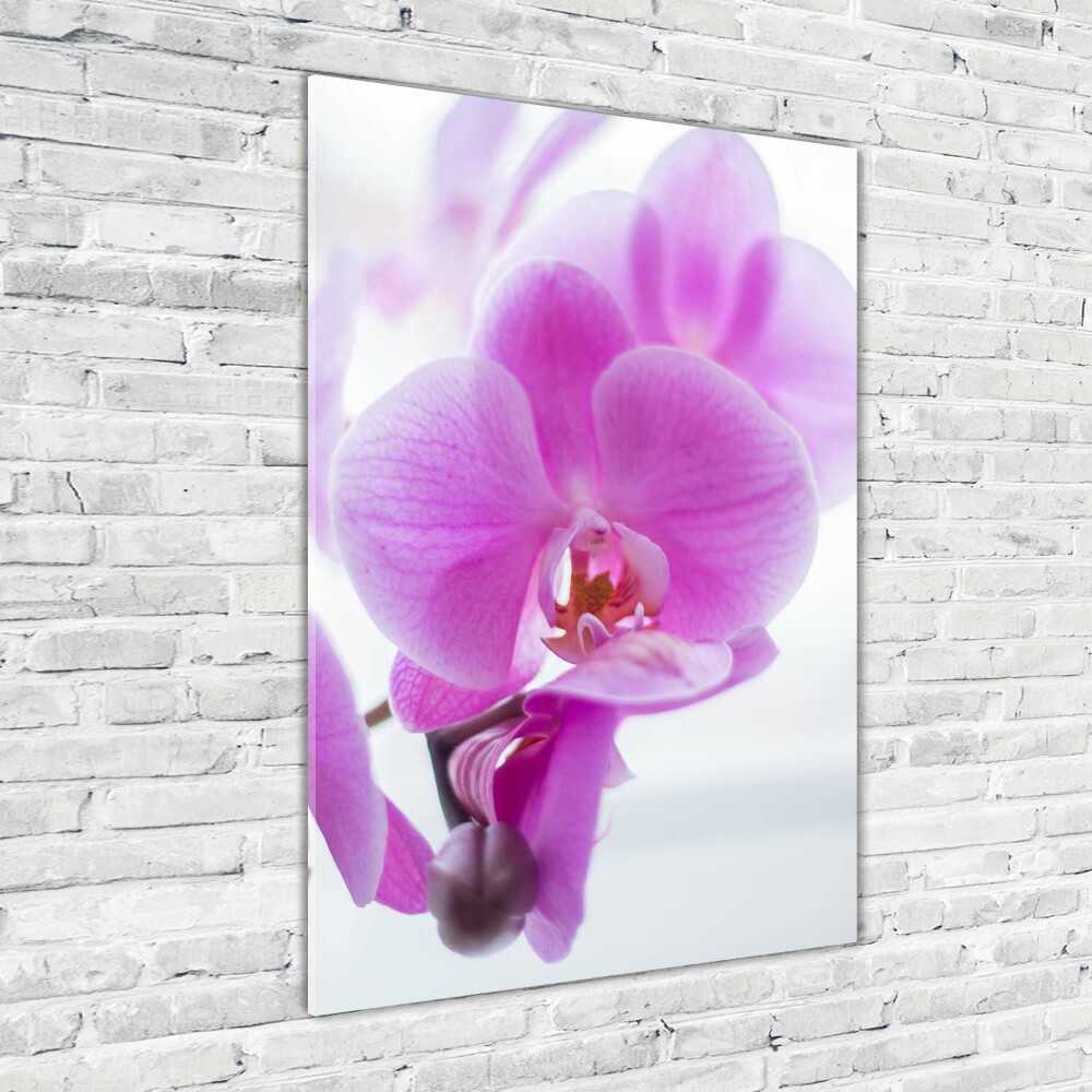 Tableau photo sur verre Orchidée rose